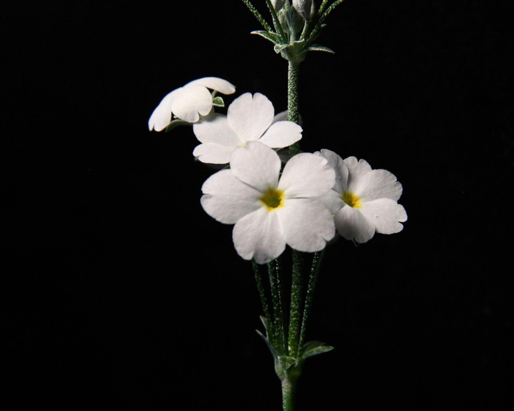 Flores funerarias: tipos y significados